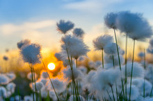 Cotton Grass On A Background Of The Sunset Sky
