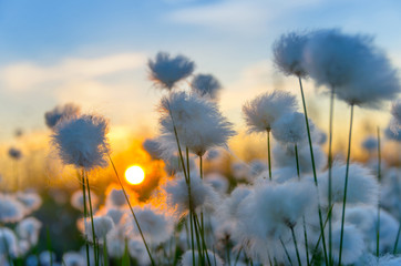 cotton grass on a background of the sunset sky