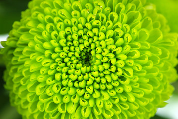 Wall Mural - Beautiful green chrysanthemum close-up