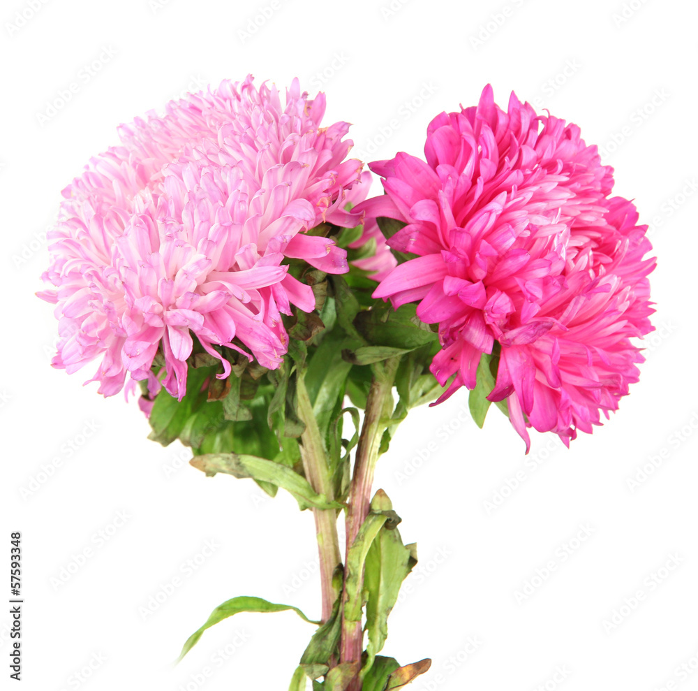 Bright aster flowers, isolated on white