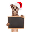 Terrier Dog With Santa Hat and Sign