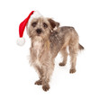 Terrier Dog Wearing Santa Hat