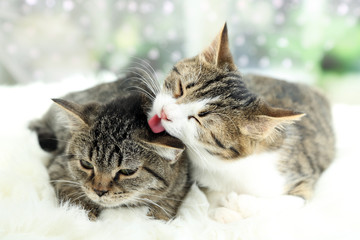 Two cats on plaid close-up