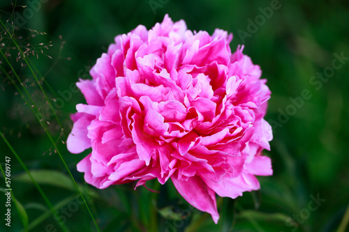 Fototapeta na wymiar pink peony flower