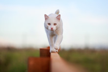 White Cat On Fence