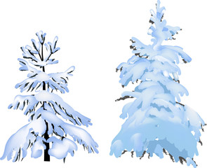 two firs in snow isolated on white