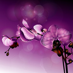 Fotoroleta pąk storczyk natura fiołek kwiat