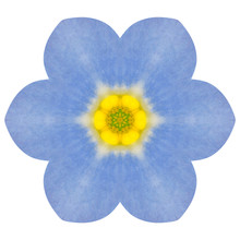 Mandala Forget-me-not Blue Flower Kaleidoscope Isolated
