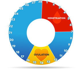 Wall Mural - Menstrual cycle graphic