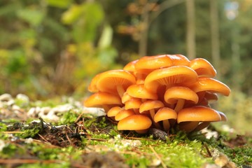 Family of orange mushrooms on a tree stump