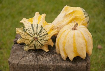 Canvas Print - Pumpkins celebration