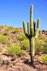 Wall Mural - Giant Saguaro cactus in the Arizona dessert