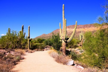 Wall Mural - Trail through a desert park near Phoenix, Arizona