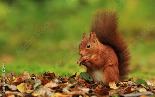 Fotomural Red Squirrel (Sciurus vulgaris)