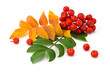 rowan berries and leaves