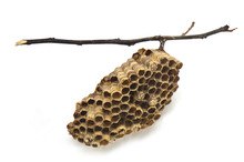 Wasps' Nest With Branches On White Background