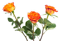 Beautiful Orange Single Rose Bud Isolated