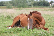 Happy Horse Rolling In The Grass
