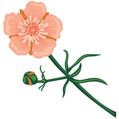 Wall Mural - Pink buttercup