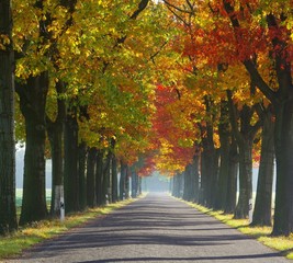 Poster - Allee im Herbst - avenue in fall 29