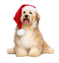 Cute Reddish Sitting Christmas Havanese Puppy Dog With A Santa H
