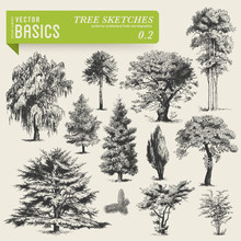 Vector Basics: Tree Sketches 2
