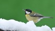 Great tit in snow.