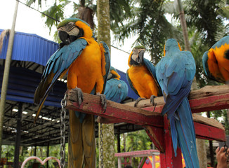 Colourful parrot