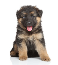 German Shepherd Puppy Dog Free Stock Photo - Public Domain Pictures