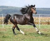 Fototapeta Konie - Nice brown stallion with long mane running