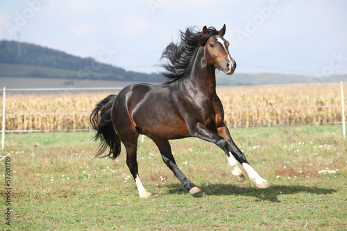 Obraz w ramie Nice brown stallion with long mane running