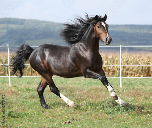 Tapeta ścienna na wymiar Nice brown stallion with long mane running