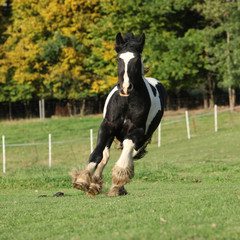 Gorgeous irish cob running on pasturage