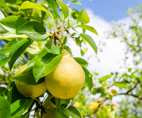 Wall Mural - Two yellow pears on a branch with green leafs on the background