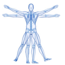 Vitruvian Man - Skeleton
