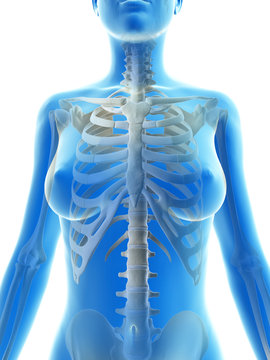 rendered illustration of the skeletal thorax