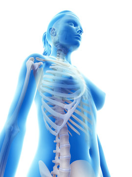 rendered illustration of the skeletal thorax