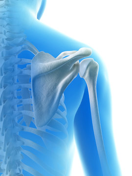 rendered illustration of the shoulder joint