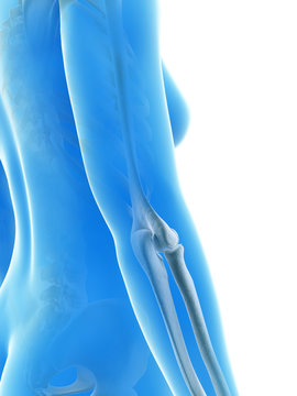 rendered illustration of the elbow joint