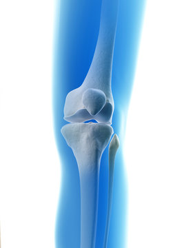 rendered illustration of the knee joint