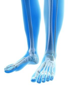 rendered illustration of the foot bones