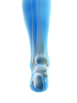 rendered illustration of the foot bones