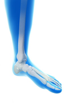 rendered illustration of the foot bones
