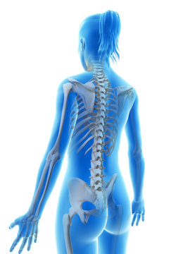 rendered illustration of the female skeleton