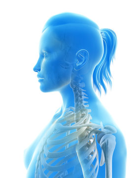 rendered illustration of the cervical spine