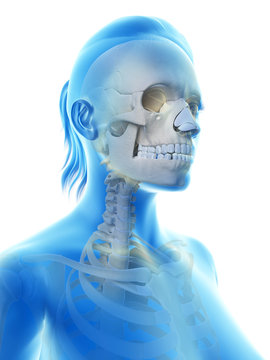 rendered illustration of the female skull