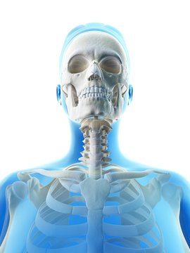 rendered illustration of the female skull