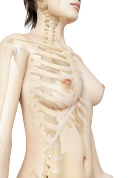 rendered illustration of the female thorax bones