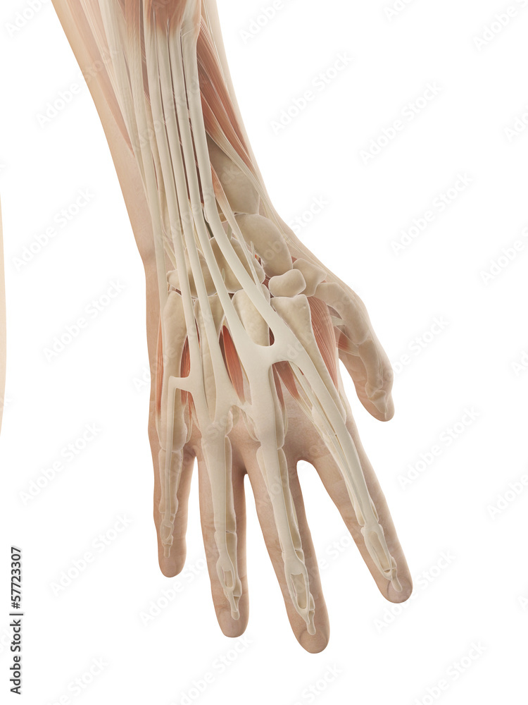 anatomy of the hand Stock Illustration | Adobe Stock
