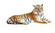 Tiger looking camera with clipping path on white background